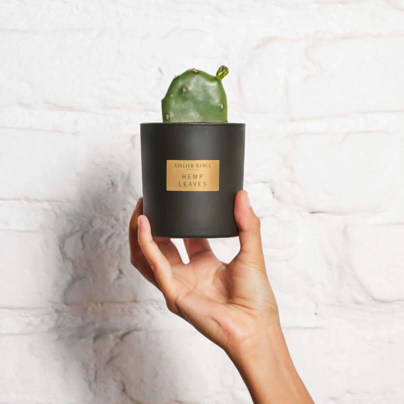 Hemp Leaves Scented Candle 210gr